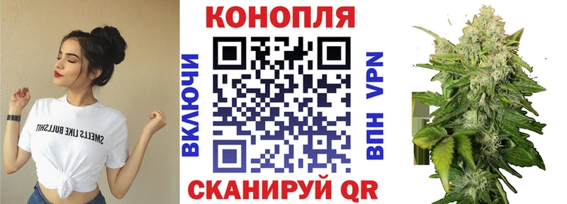 Конопля сатива Жиздра